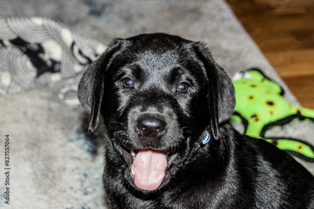 black labrador retriever