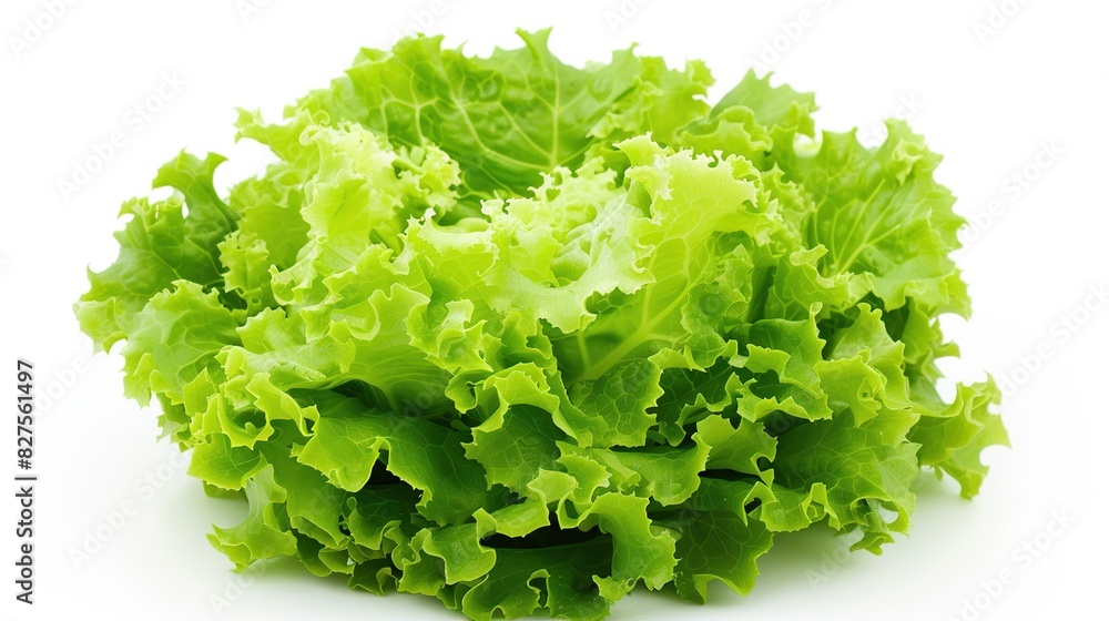 Close-up fresh green lettuce leaves isolated on a white background. Salad, diet, healthy vegetables concept. Close-up fresh green lettuce leaves isolated on a white background. Salad, diet, healthy vegetables concept.