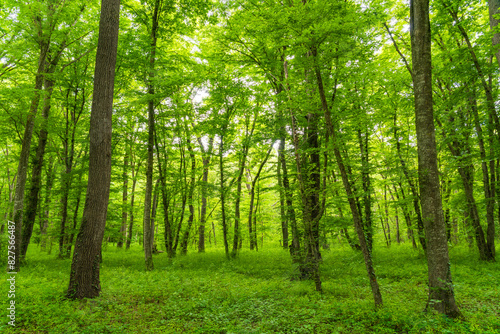 Bright green dense forest landscape