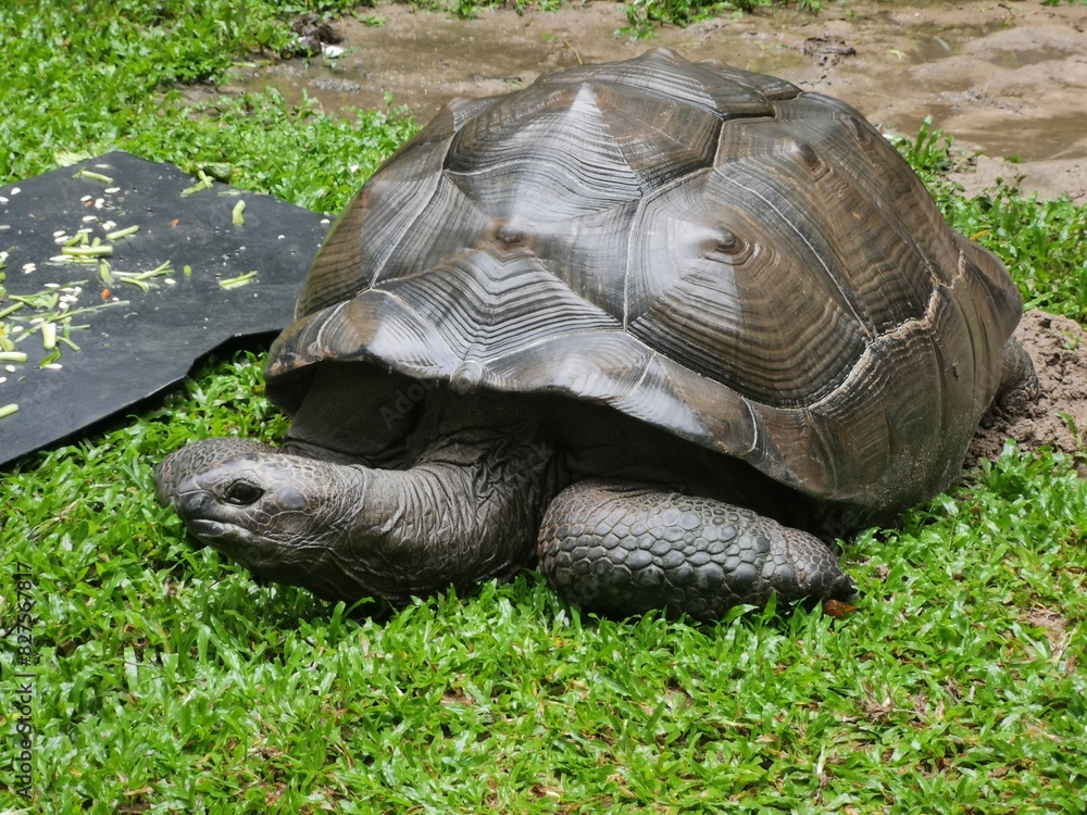 Fototapeta premium Aldabra Giant Tortoises, The second largest land turtle in the world, turtle on the grass.