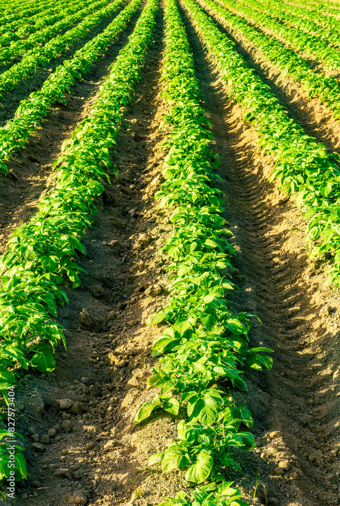beautiful farmland landscape with green rows of potato and vegetables on a spring or summer farm field , rural natural background beautiful farmland landscape with green rows of potato and vegetables on a spring or summer farm field , rural natural background