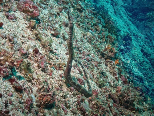 Double ended pipefish in Siquijor