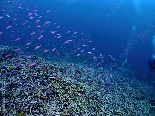 Yellowstriped fairy basslet in Siquijor