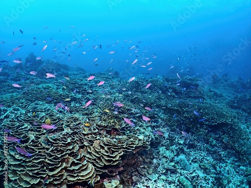 Yellowstriped fairy basslet in Siquijor