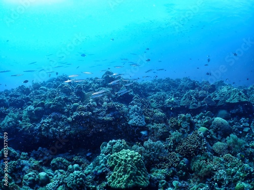 Coral reef in Siquijor island