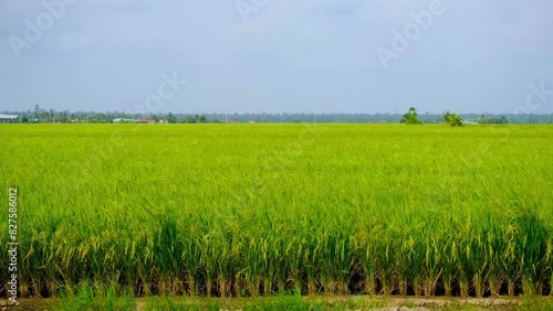 A handheld panning footage of paddy plant during wind blow during daytime.