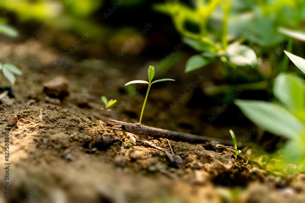Close up young green gram seedling growing on fertile soil with dew from raining on green bokeh background. Earth day concept Close up young green gram seedling growing on fertile soil with dew from raining on green bokeh background. Earth day concept