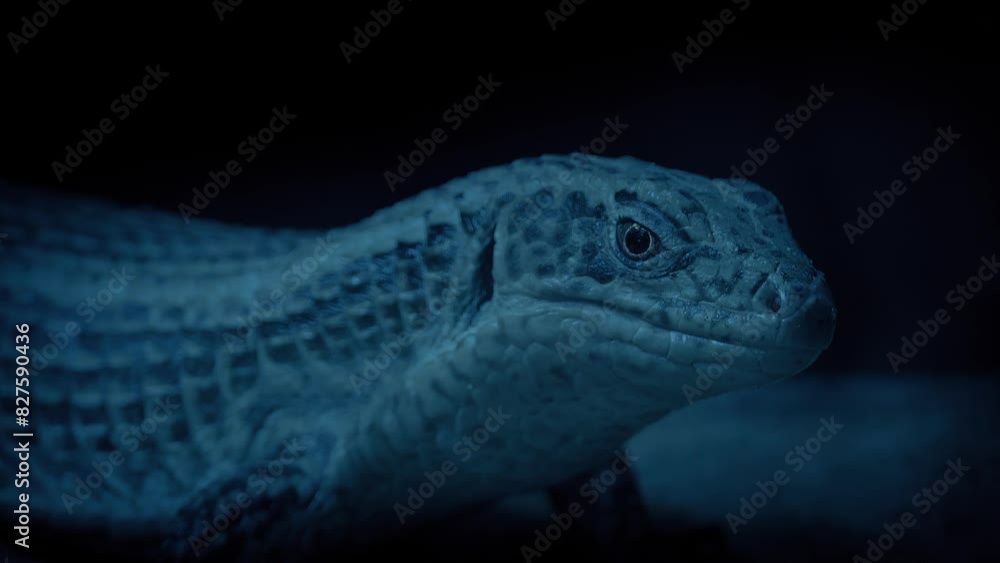 Cave Lizard In Dark Cave Closeup Cave Lizard In Dark Cave Closeup