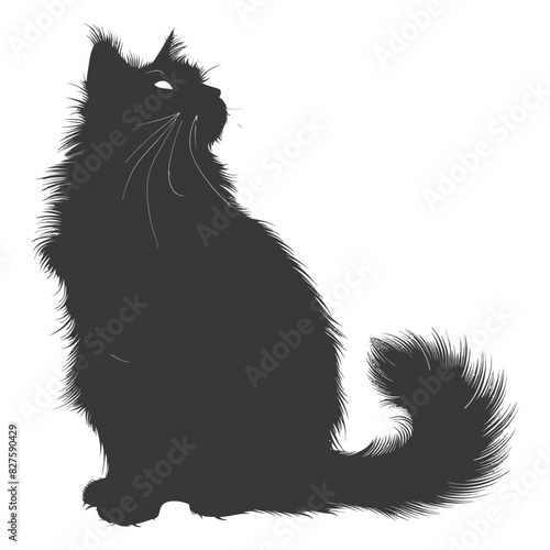 Silhouette long hair cat animal full body black color only