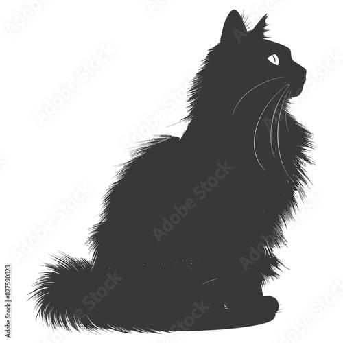 Silhouette long hair cat animal full body black color only