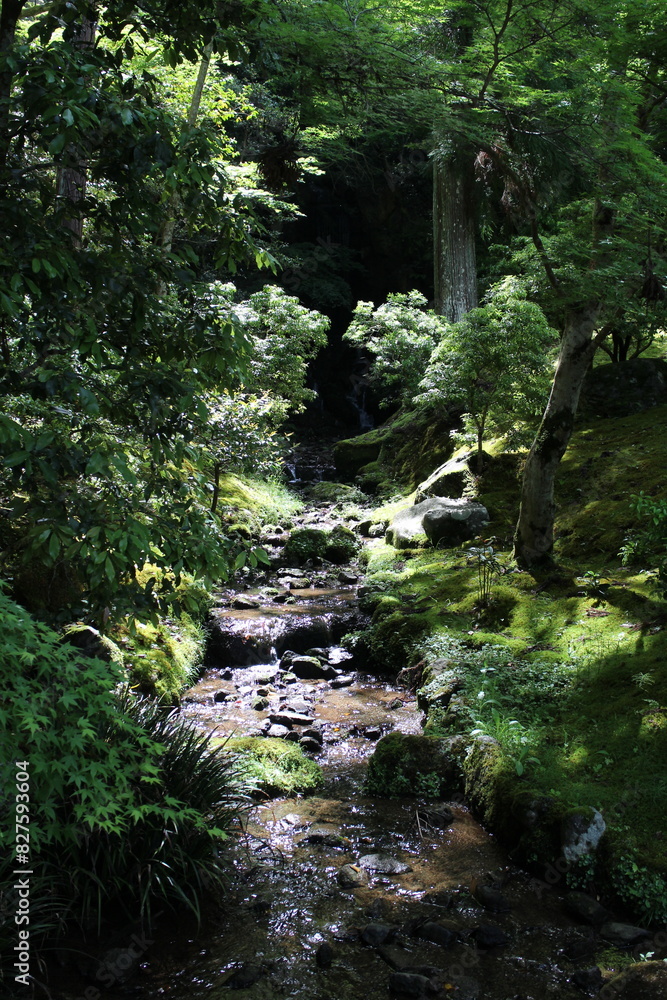 Fresh green in Upper Villa of Shugakuin Imperial Villa, Kyoto, Japan Fresh green in Upper Villa of Shugakuin Imperial Villa, Kyoto, Japan