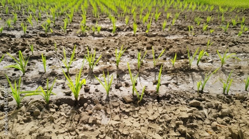 Rice seedlings await planting in the field photo