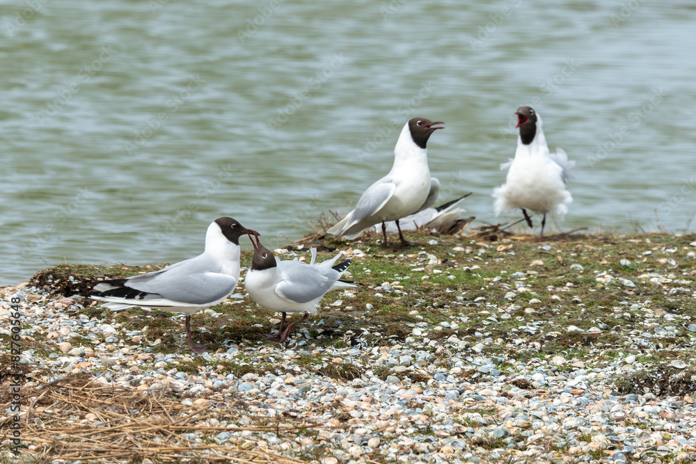 Fototapeta premium Mouette rieuse, nid,.Chroicocephalus ridibundus, Black headed Gull