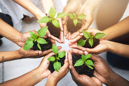 Group, hands and circle with herbs for earth day or environment, sustainability and diversity in ecology. Team, people or plants in soil for accountability in nature, cooperation for carbon footprint photo