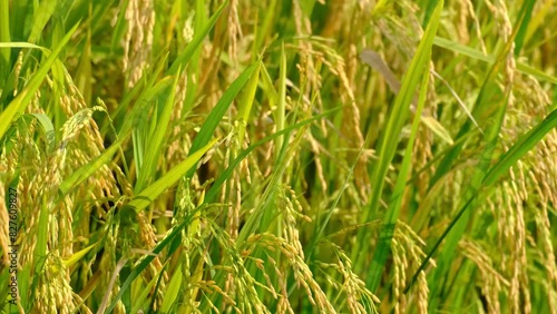 A handheld roll up footage of moving paddy caused by wind during daytime