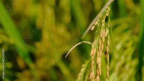 A handheld roll up footage of jasmine type rice paddy plant during wind blow during daytime.