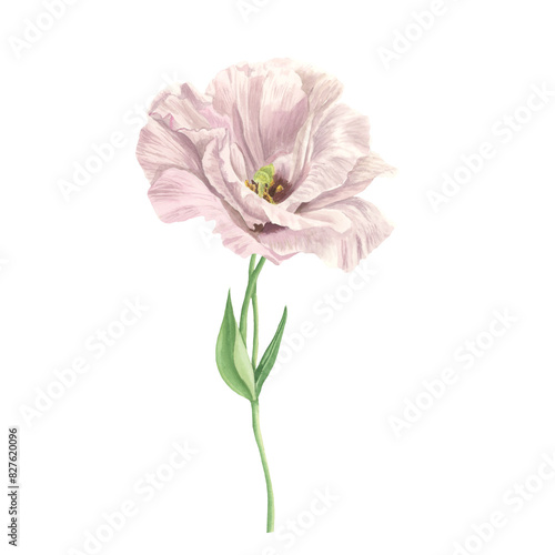 Lisianthus flower watercolor  isolated on white. Romantic pink flower. Spring Love Rose blossom. Detailed botanical illustration