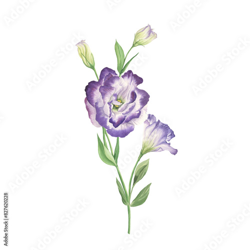 Lisianthus flower watercolor illustration  isolated on white. Spring Love Rose  flower blossom. Purple white elegant spring bouquet. Romantic floral arrangement