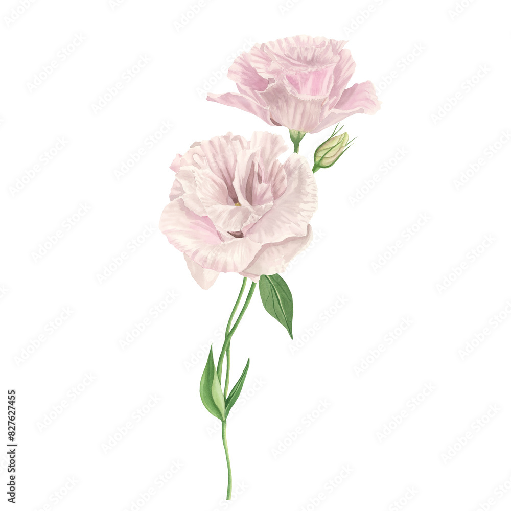 Pink Lisianthus flower watercolor  isolated on white. Spring romantic bouquet. Elegant  Love Rose blossom. Detailed botanical illustration