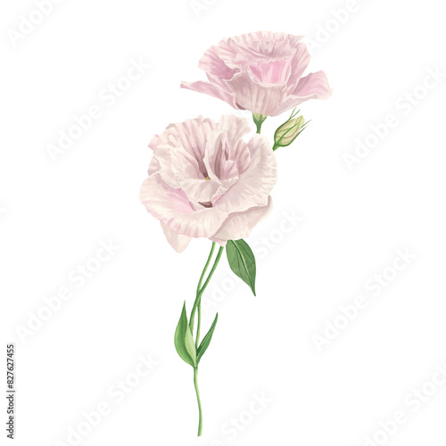 Pink Lisianthus flower watercolor  isolated on white. Spring romantic bouquet. Elegant  Love Rose blossom. Detailed botanical illustration