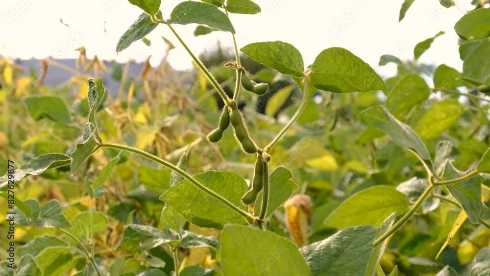 soybean grows on the field. Selective focus. soybean grows on the field. Selective focus.