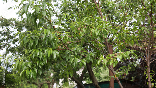 The peach tree is still green. Fruit ripening on the tree. Summer time, green leaves