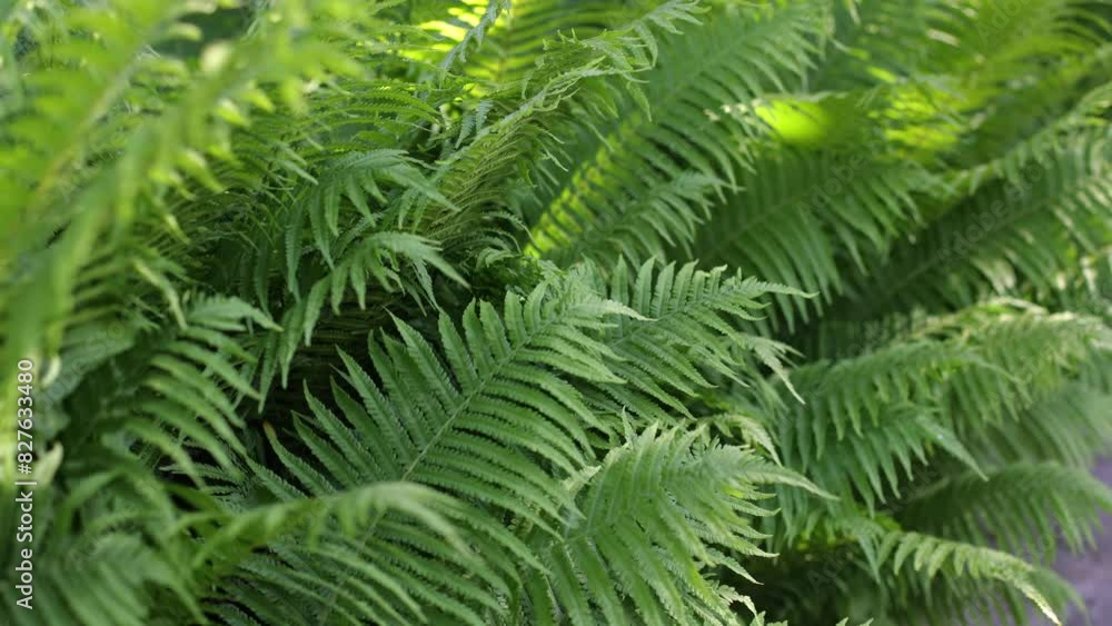 Green fern leaves, close-up in the garden. Plants that grow in the forest. Wild plants Green fern leaves, close-up in the garden. Plants that grow in the forest. Wild plants