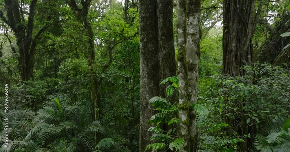 Drone view of Bali. Tropical forest interior. Nature background of a rainforest Drone view of Bali. Tropical forest interior. Nature background of a rainforest