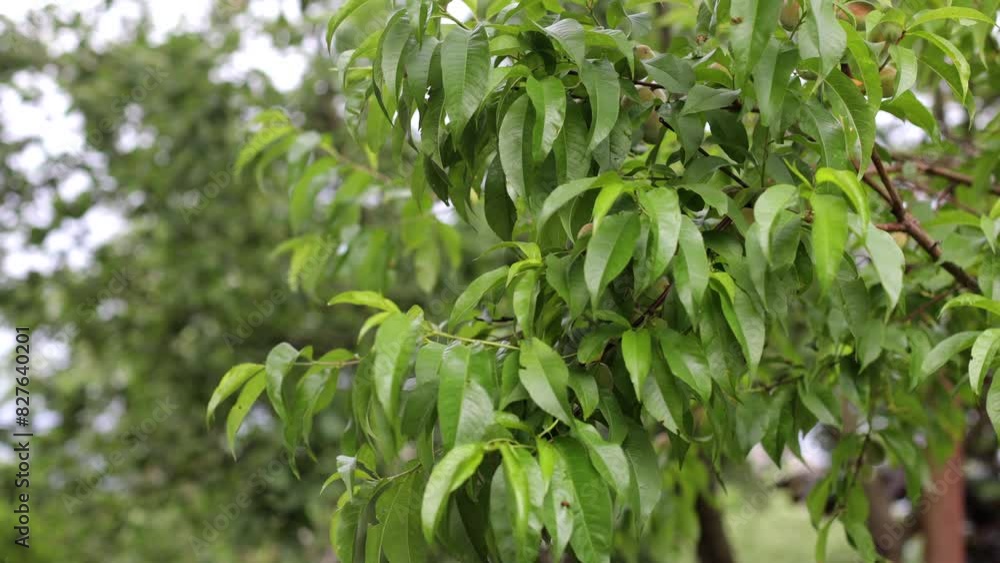 The peach tree is still green. Fruit ripening on the tree. Summer time, green leaves The peach tree is still green. Fruit ripening on the tree. Summer time, green leaves