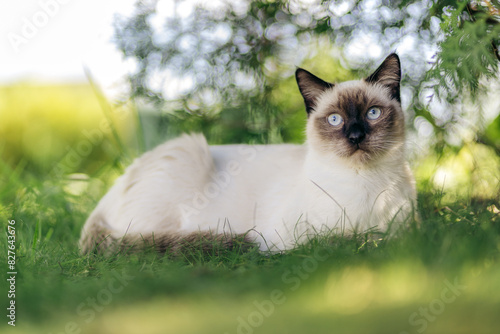 Siamese cat laying down in green garden with grass and bushes during summer looking towards the camera