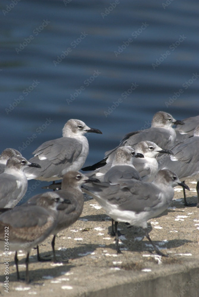 Fototapeta premium Una gran cantidad de aves podemos encontrar,la mayoria acuaticas como pelicanos,gaviotas,fragatas,aves de corral como gallinas,y otros tipos de pajaros.