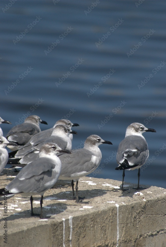 Una gran cantidad de aves podemos encontrar,la mayoria acuaticas como pelicanos,gaviotas,fragatas,aves de corral como gallinas,y otros tipos de pajaros. Una gran cantidad de aves podemos encontrar,la mayoria acuaticas como pelicanos,gaviotas,fragatas,aves de corral como gallinas,y otros tipos de pajaros.