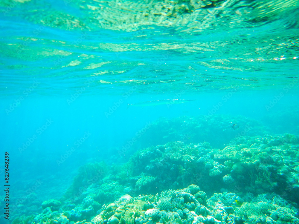 barracuda on hunting barracuda on hunting