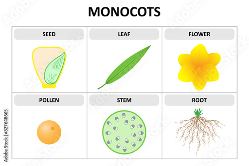 Characteristics of monocots. Seed, leaf, flower, pollen, stem, root. Diagram.