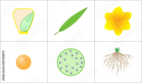 Characteristics of monocots. Seed, leaf, flower, pollen, stem, root. photo