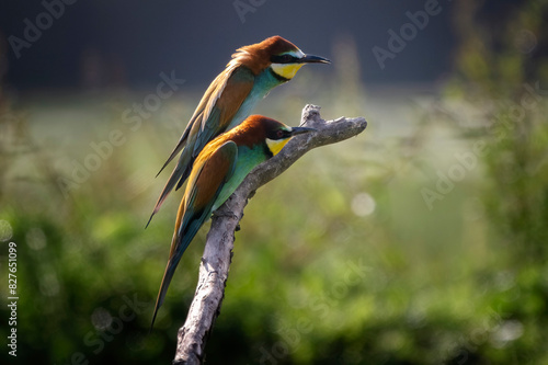 Couple of European bee-eater (Merops apiaster) perched on a branch. Nature reserve of the Isonzo river mouth, Isola della Cona, Friuli Venezia Giulia, Italy. Copy space image.	 photo