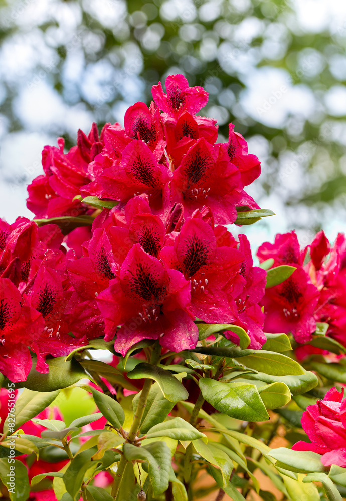 Rhododendron rouge en Fleurs, gouttes de pluie