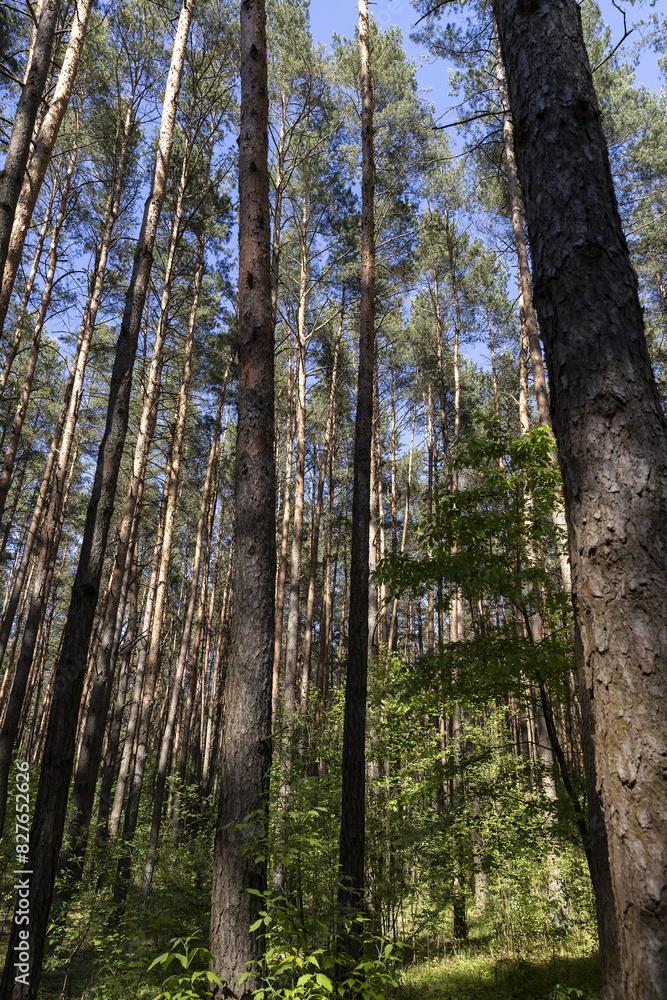 Fototapeta premium pine forest with tall trees against a blue sky background
