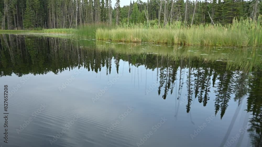 View from a boat that is moving slowly along a very calm northern river. The still water reflects the surrounding spruce forest, cattails, and blue sky.
View from a boat that is moving slowly along a very calm northern river. The still water reflects the surrounding spruce forest, cattails, and blue sky.