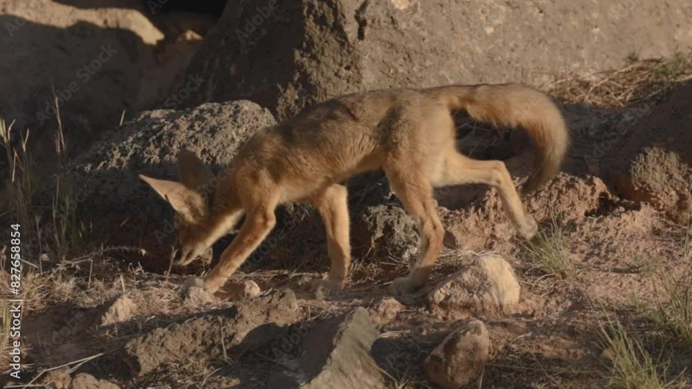 Slow motion video of a Kit Fox cub in evening light as it moves over dry rocky ground sniffing as it goes and checking out a small hole in the ground. Slow motion video of a Kit Fox cub in evening light as it moves over dry rocky ground sniffing as it goes and checking out a small hole in the ground.
