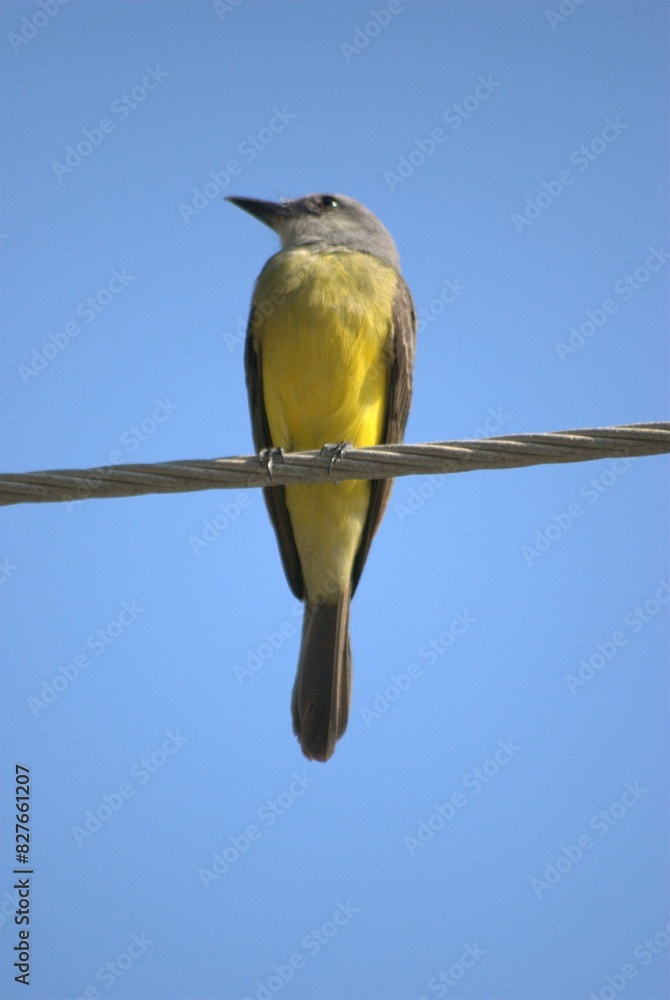 La Variedad De Aves Es Impresionante Desde Las Aves Marinas Como