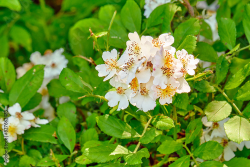 A cluster of white flowers on multiflora rose plant