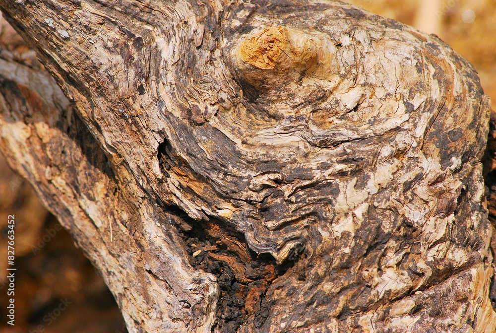 Fondos y texturas,basta mirar a nuestro alrededor y podemos encontrar imagenes que solo un ojo entrenado como el de un fotografo puede Fondos y texturas,basta mirar a nuestro alrededor y podemos encontrar imagenes que solo un ojo entrenado como el de un fotografo puede