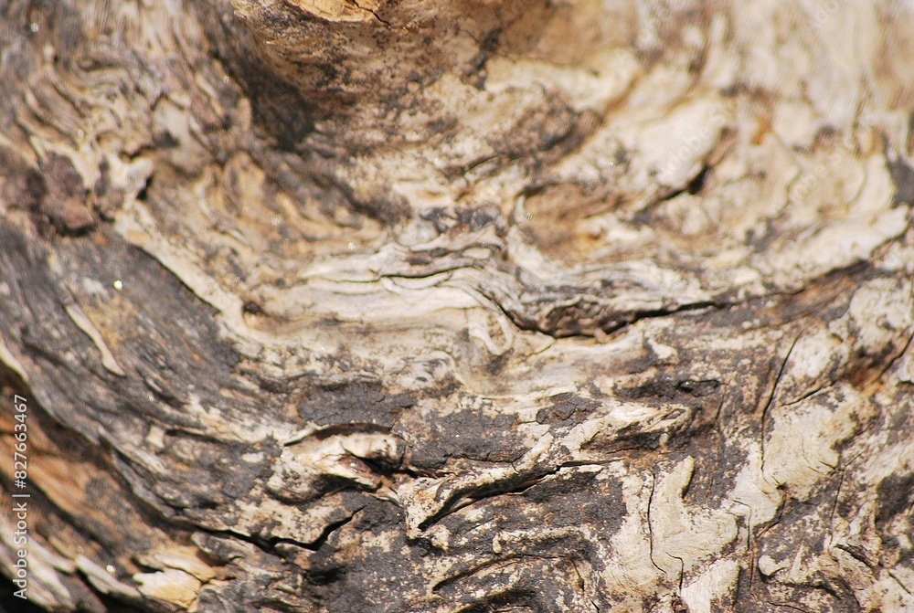 Fondos y texturas,basta mirar a nuestro alrededor y podemos encontrar imagenes que solo un ojo entrenado como el de un fotografo puede Fondos y texturas,basta mirar a nuestro alrededor y podemos encontrar imagenes que solo un ojo entrenado como el de un fotografo puede