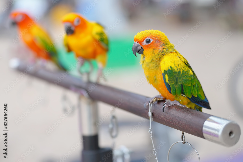 Obraz premium SunConure parrot standing on a perch.