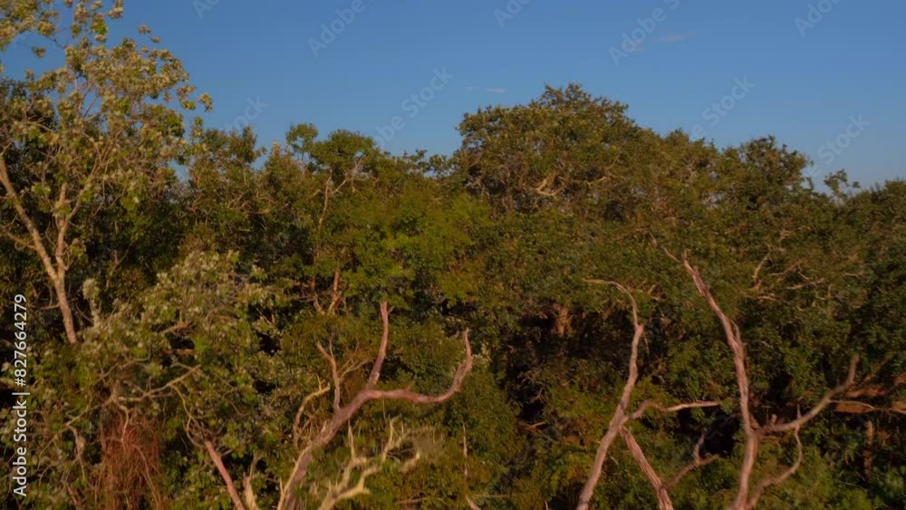 Aerial Panning Shot Of River Stream By Green Trees In Forest, Drone Ascending On Sunny Day - Bayou Vista, Texas Aerial Panning Shot Of River Stream By Green Trees In Forest, Drone Ascending On Sunny Day - Bayou Vista, Texas
