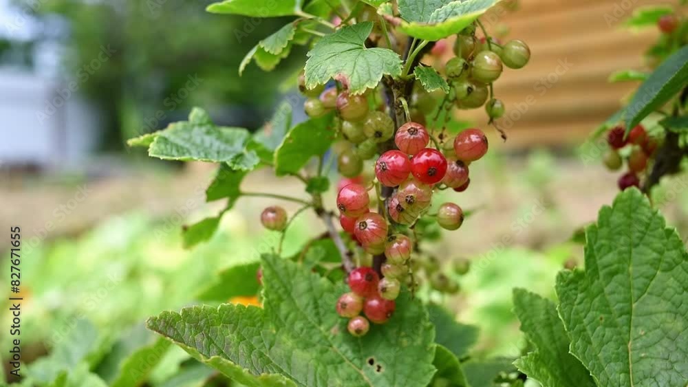 Close-up of ripe red currant berries hanging on a branch with green leaves growing in the garden Close-up of ripe red currant berries hanging on a branch with green leaves growing in the garden