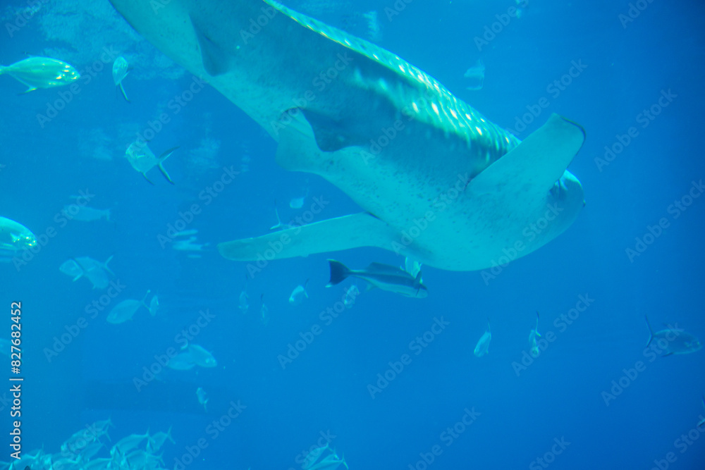 Naklejka premium 大阪の海遊館の風景