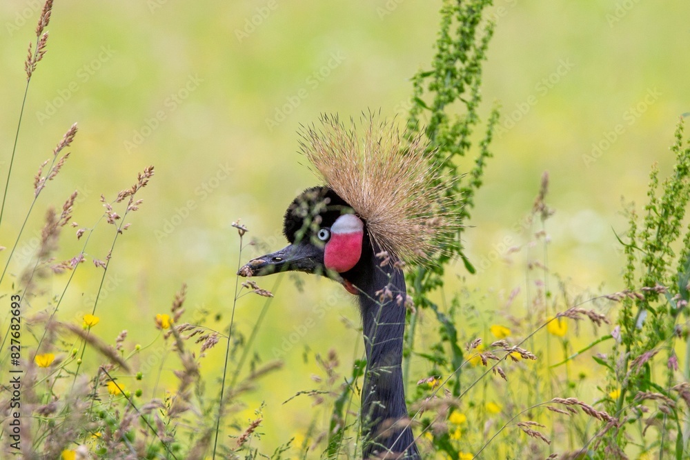 Naklejka premium Jeu de cache cache d'une grue