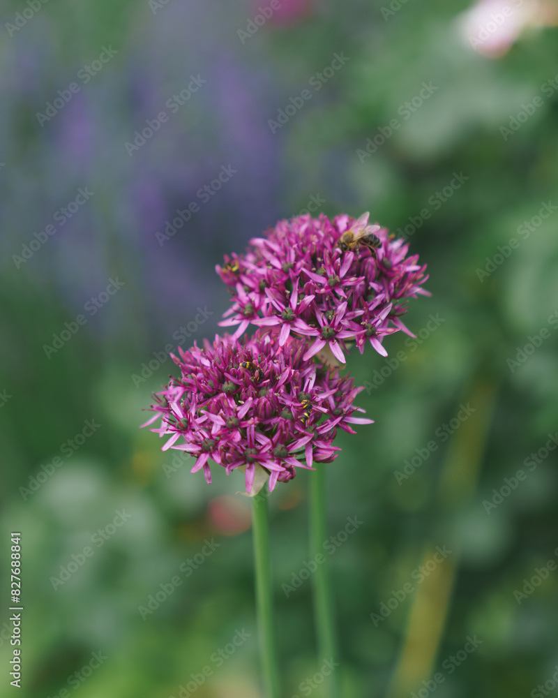 flower flower
